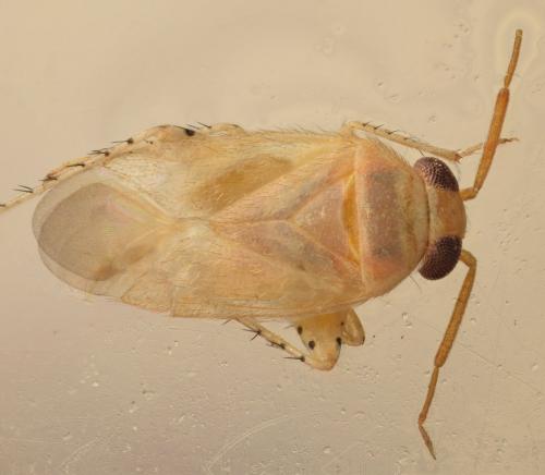 Campylomma unicolor